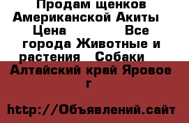 Продам щенков Американской Акиты › Цена ­ 25 000 - Все города Животные и растения » Собаки   . Алтайский край,Яровое г.